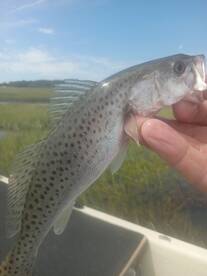 Chincoteague Report Photo 2