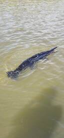 Jefferson Parish Report Photo 1