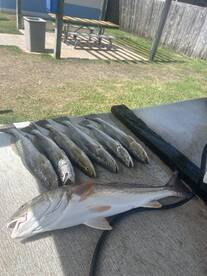 Port Isabel Report Photo 2