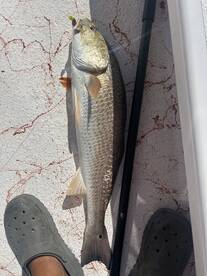 Port Isabel Report Photo 1
