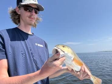 AUG 28th – Schooling Redfish on the Clea