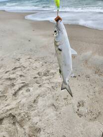 Kure Beach Report Photo 1