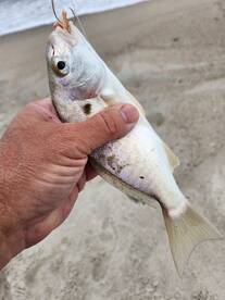 Kure Beach Report Photo 2