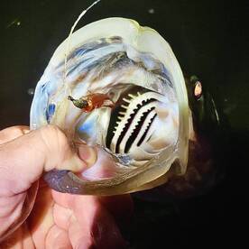 Palmetto Report Photo 2