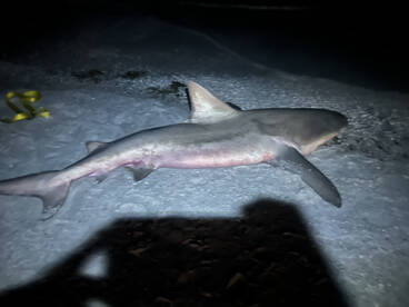 Sharks fishing is on fire!!!