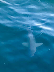 Outstanding fishing continues!