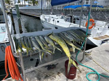 Lower Keys Report Photo 1