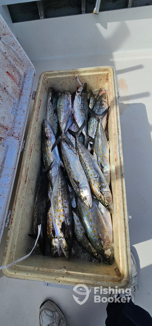Solomons Report Photo 0