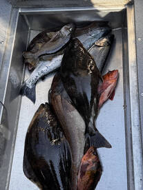 Coal Harbour Report Photo 2