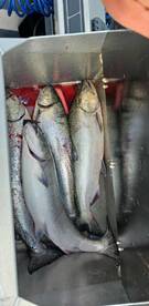 West Vancouver Report Photo 2