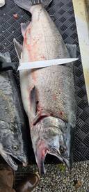 Soldotna Report Photo 2