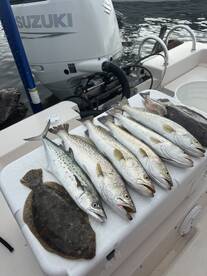 Sarasota Report Photo 1