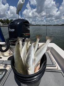 Sarasota Bay Report Photo 1