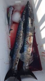 Sandy Bay Report Photo 2