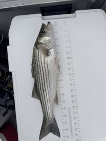 Lake Havasu City Report Photo 1