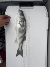 Lake Havasu City Report Photo 2