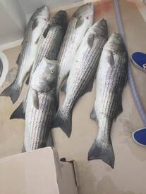 Montauk Report Photo 1