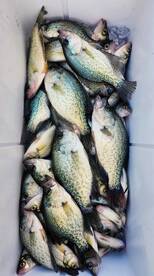 3 Man limit of Crappie