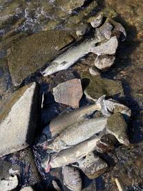 Salmon River Report Photo 2