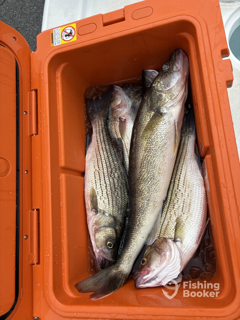 Townville Report Photo 0