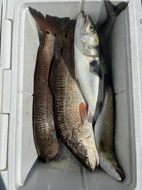 Pamlico Sound Report Photo 2