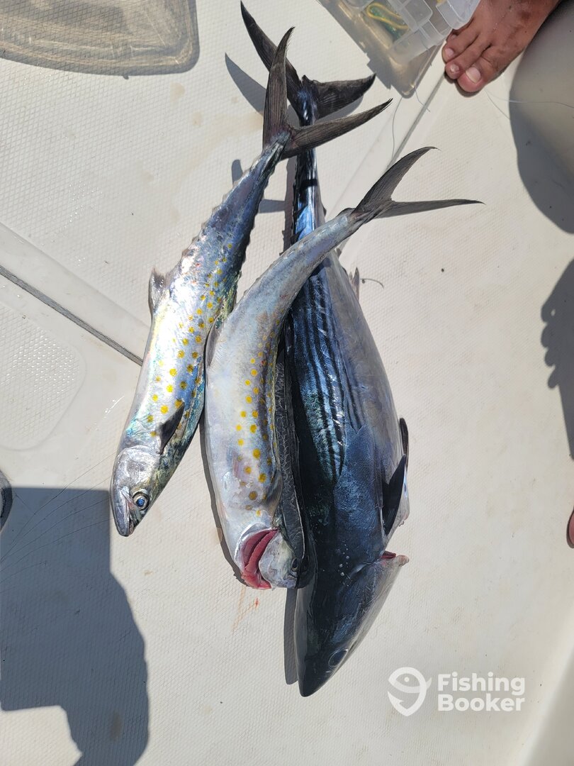 Gulf of California Report Photo 0