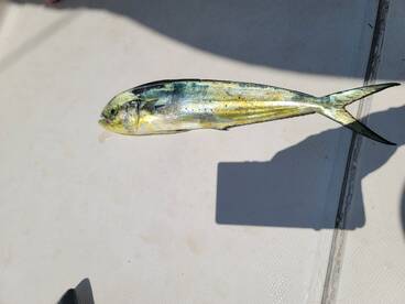Gulf of California Report Photo 1