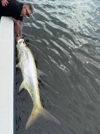 Afternoon action 04/09/2025