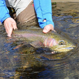 Emigrant Report Photo 1