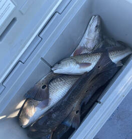 San Jose Island Report Photo 3