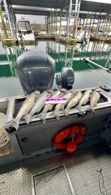 Edmonds Report Photo 1
