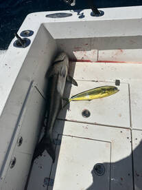 Jacksonville Report Photo 2