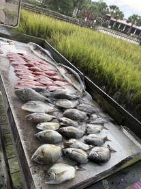 Cobia snapper triggers porgys