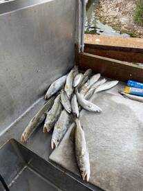 Port Mansfield Report Photo 1