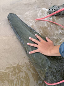 West Livingston Report Photo 1