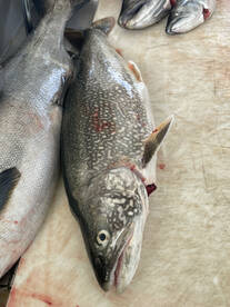 Wet and windy day-fish still biting