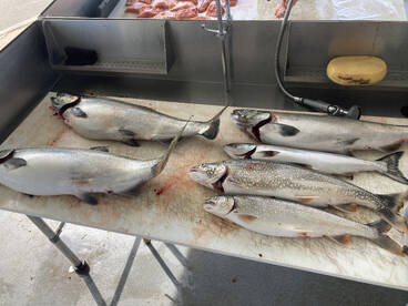 Kings, Coho and Trout