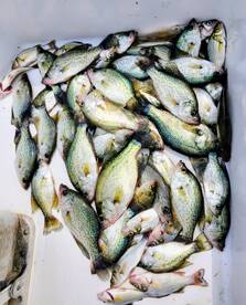 Cooler full of crappie 