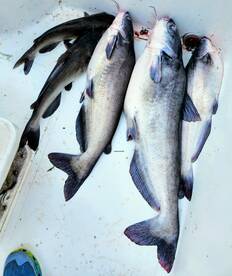 5 Cats at a time - Wow 