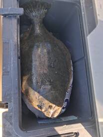 Sneads Ferry Report Photo 1