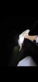 Port Aransas Report Photo 1