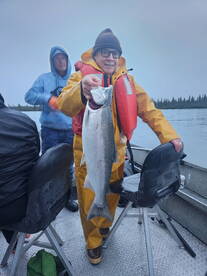Silver โCohoโ Salmon ARE still running