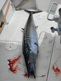 Baja California Sur Report Photo 1