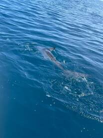 Baja California Sur Report Photo 4