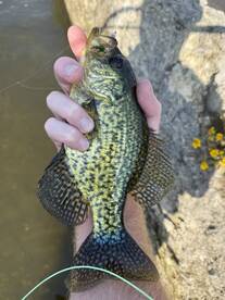 Lawton Report Photo 1