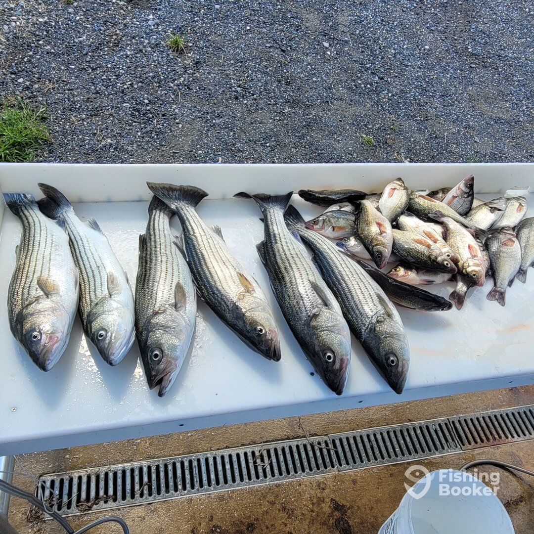 Kent Island Report Photo 0