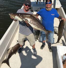 Coastal Cobia