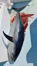 San Jose del Cabo Report Photo 1