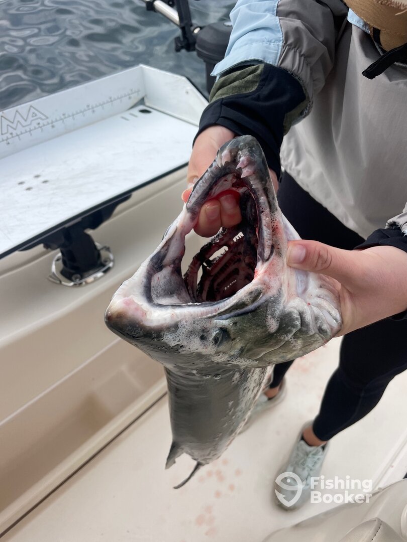 Buck Coho Salmon showing off his Kype!