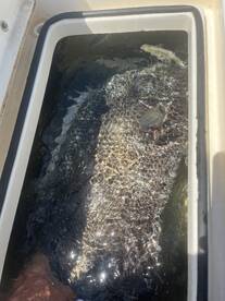 Banana River Report Photo 2